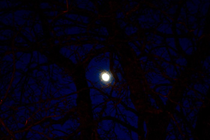 Måne mellan grenarna