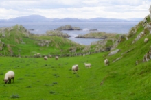 Landskap med får