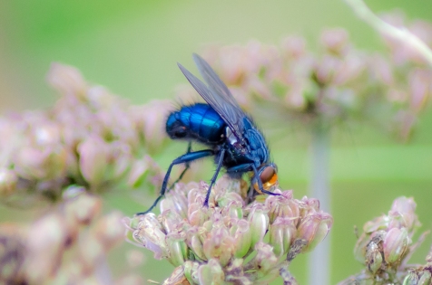 Spyfluga blå metallic