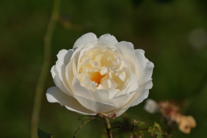 En vit ros
